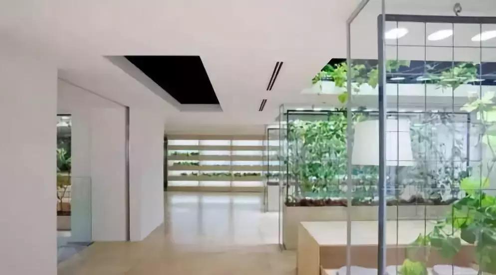 办公室里也能开挖掘机,办公室可以种葡萄