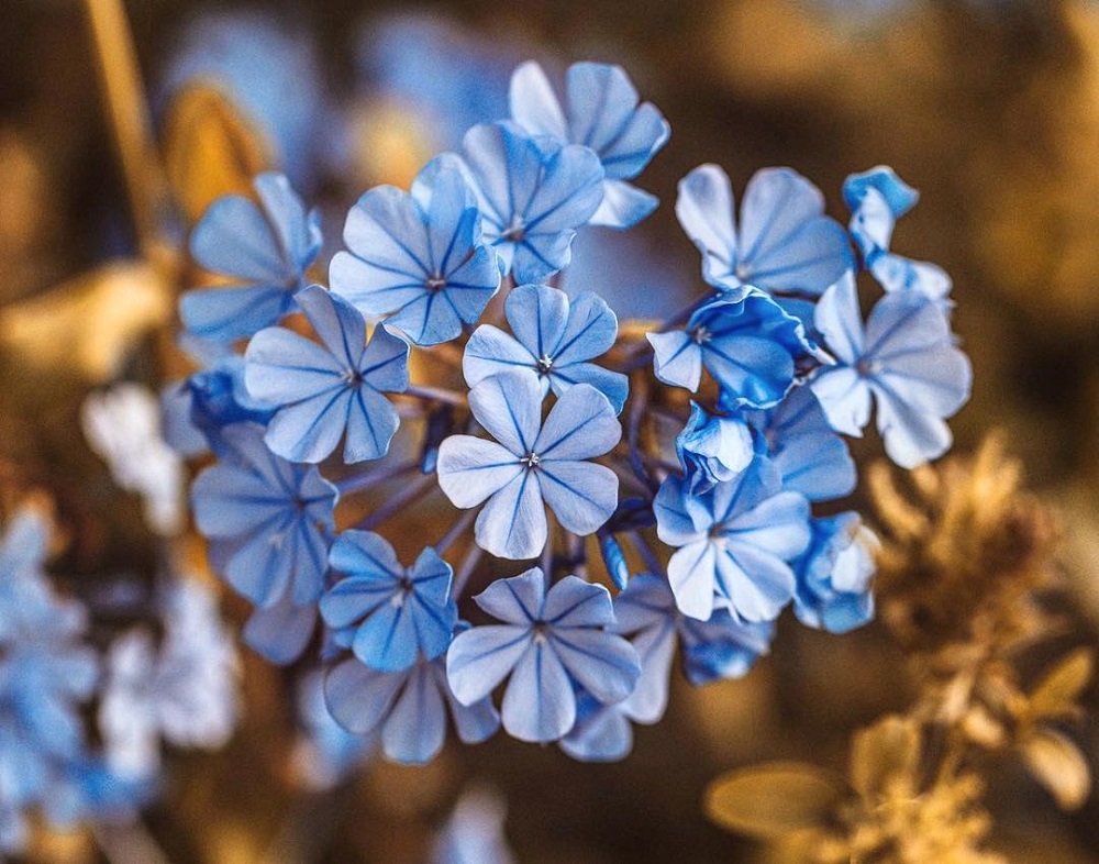 微距拍摄需要的器材,小成本视频摄影