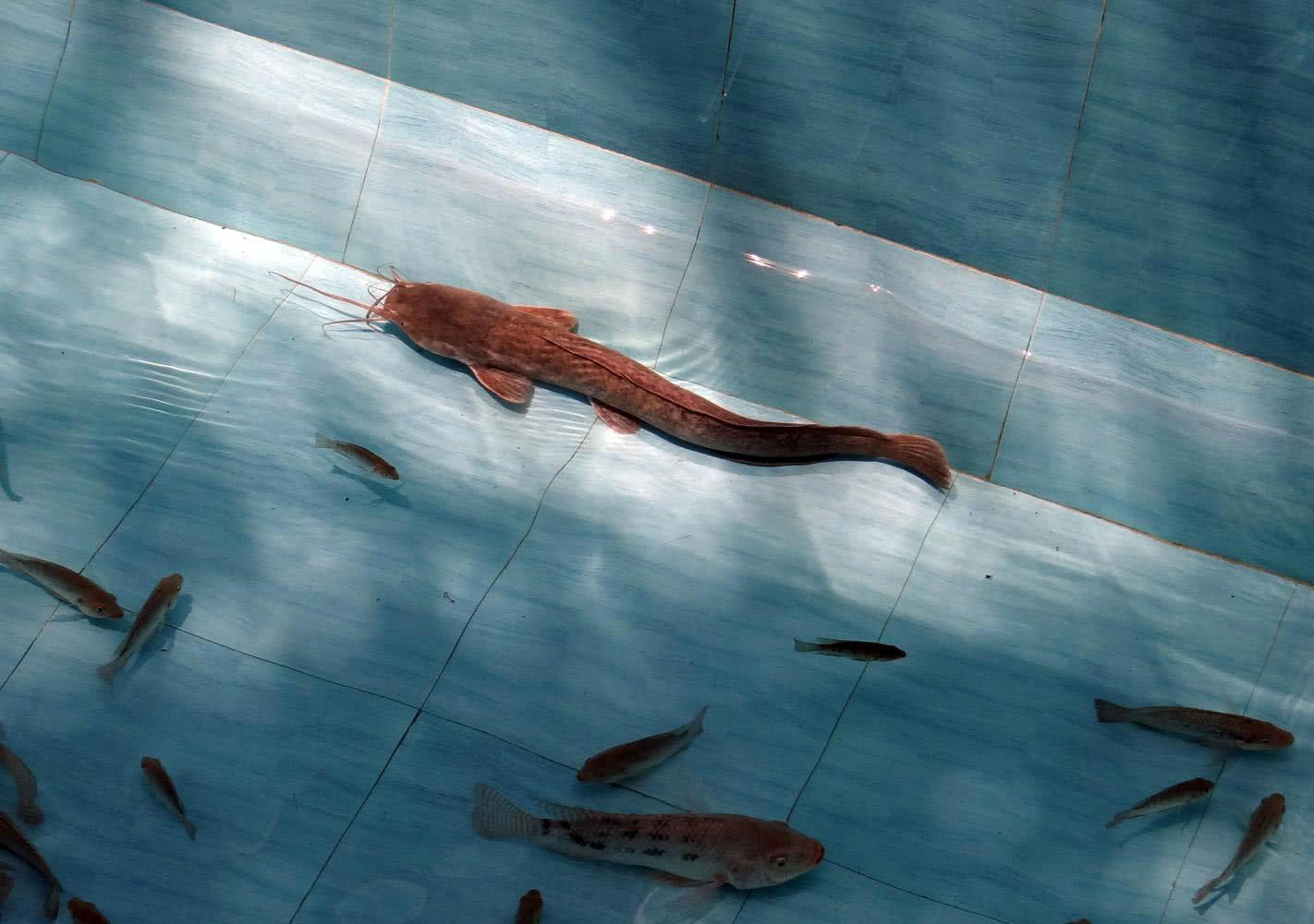 大量储存活鱼的四种方法,活鱼死了直接放入冰箱可以保鲜吗