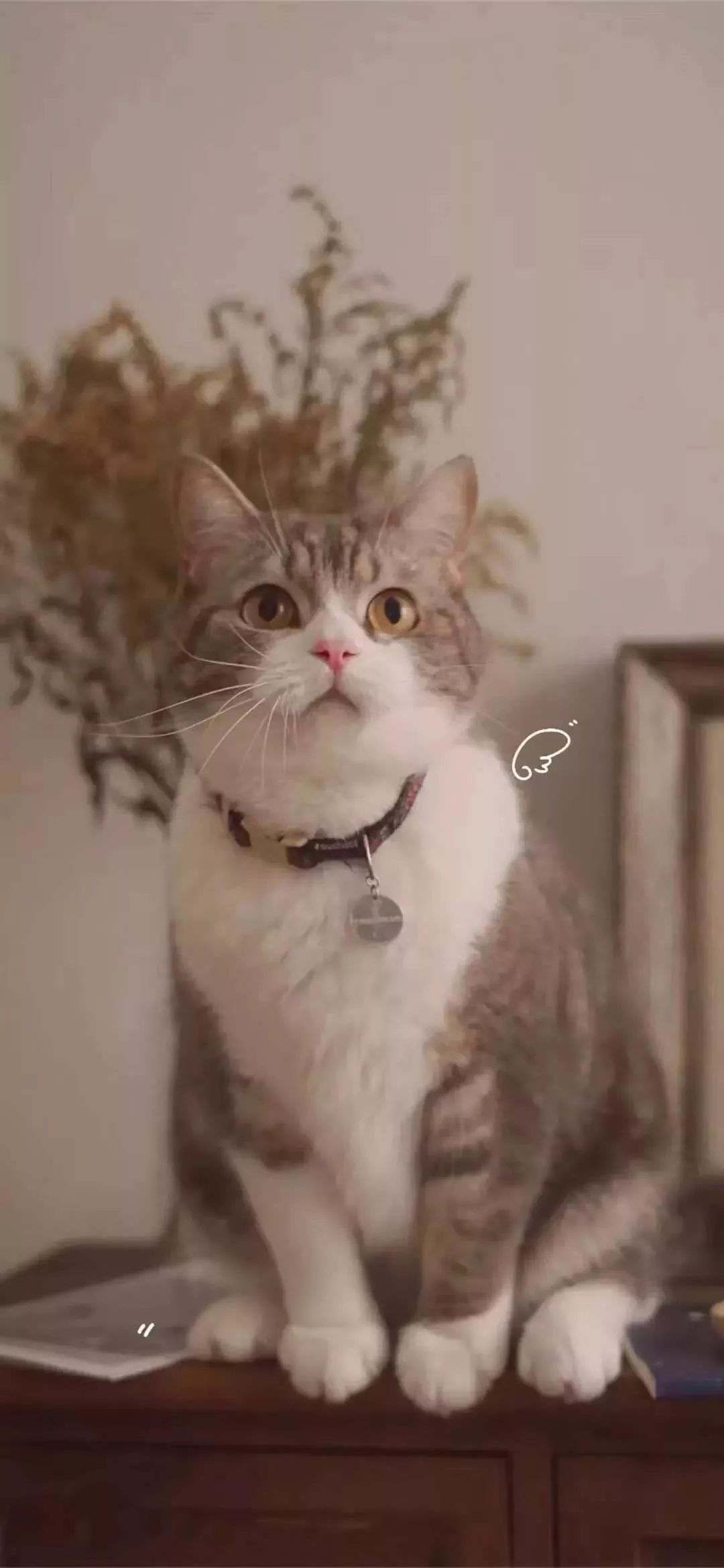 周杰伦图片高清壁纸,一组巨好看高清全面屏壁纸