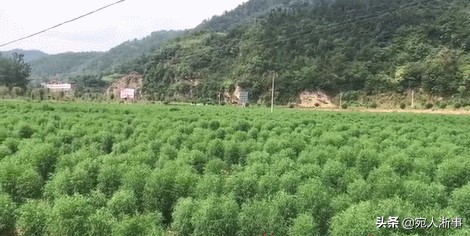 农村集市卖扫把一月能挣多少钱,农村一种野草曾经卖300元一斤