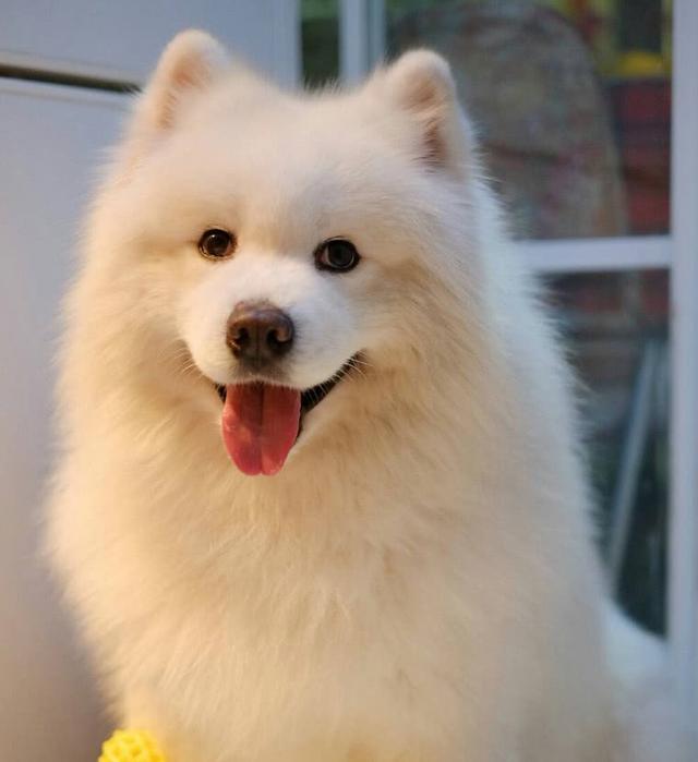 萨摩耶每一只都有缺点,世界上最难养的狗萨摩耶