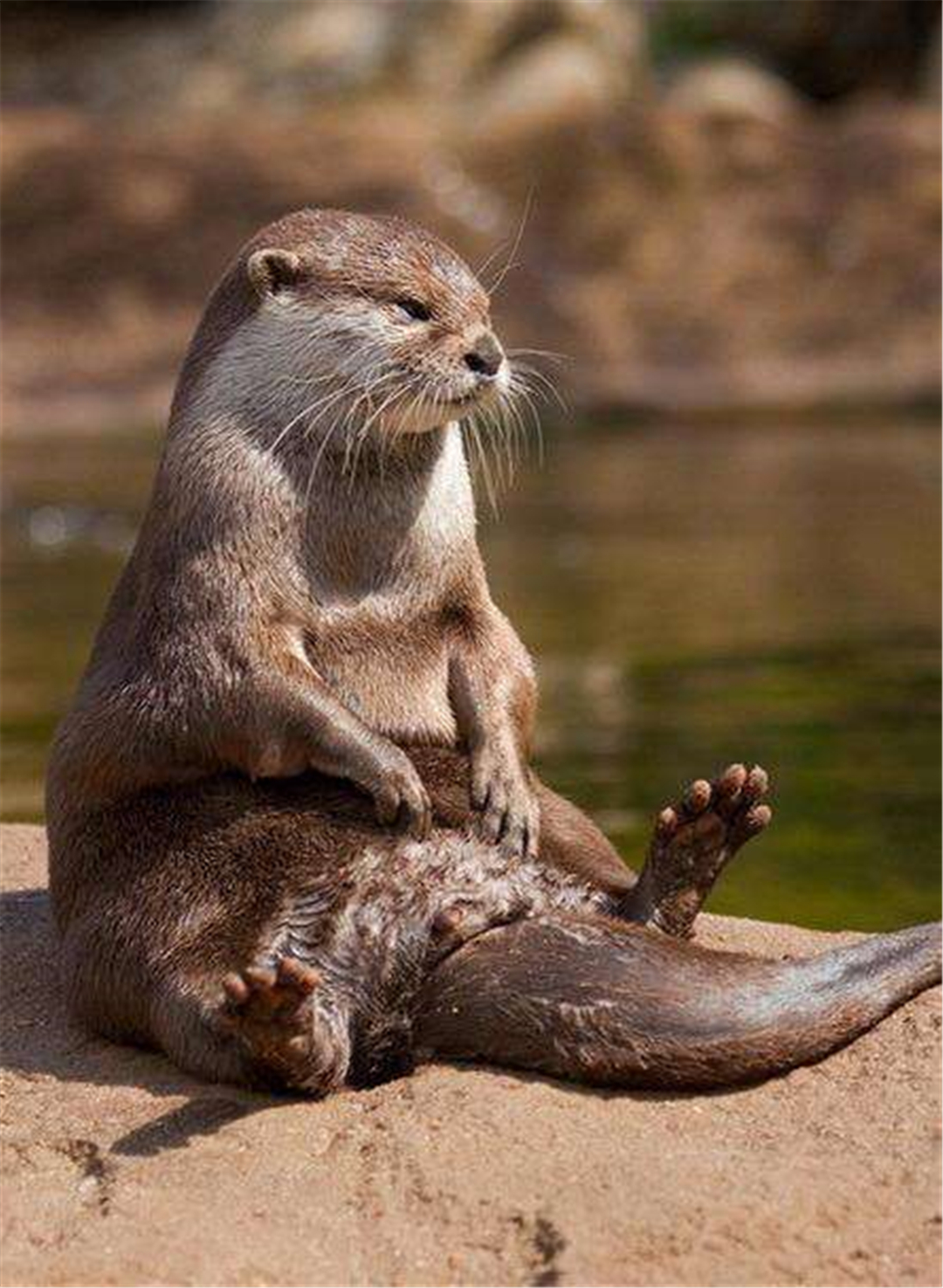 平头哥被雄狮咬死,平头哥挑战老虎被咬死