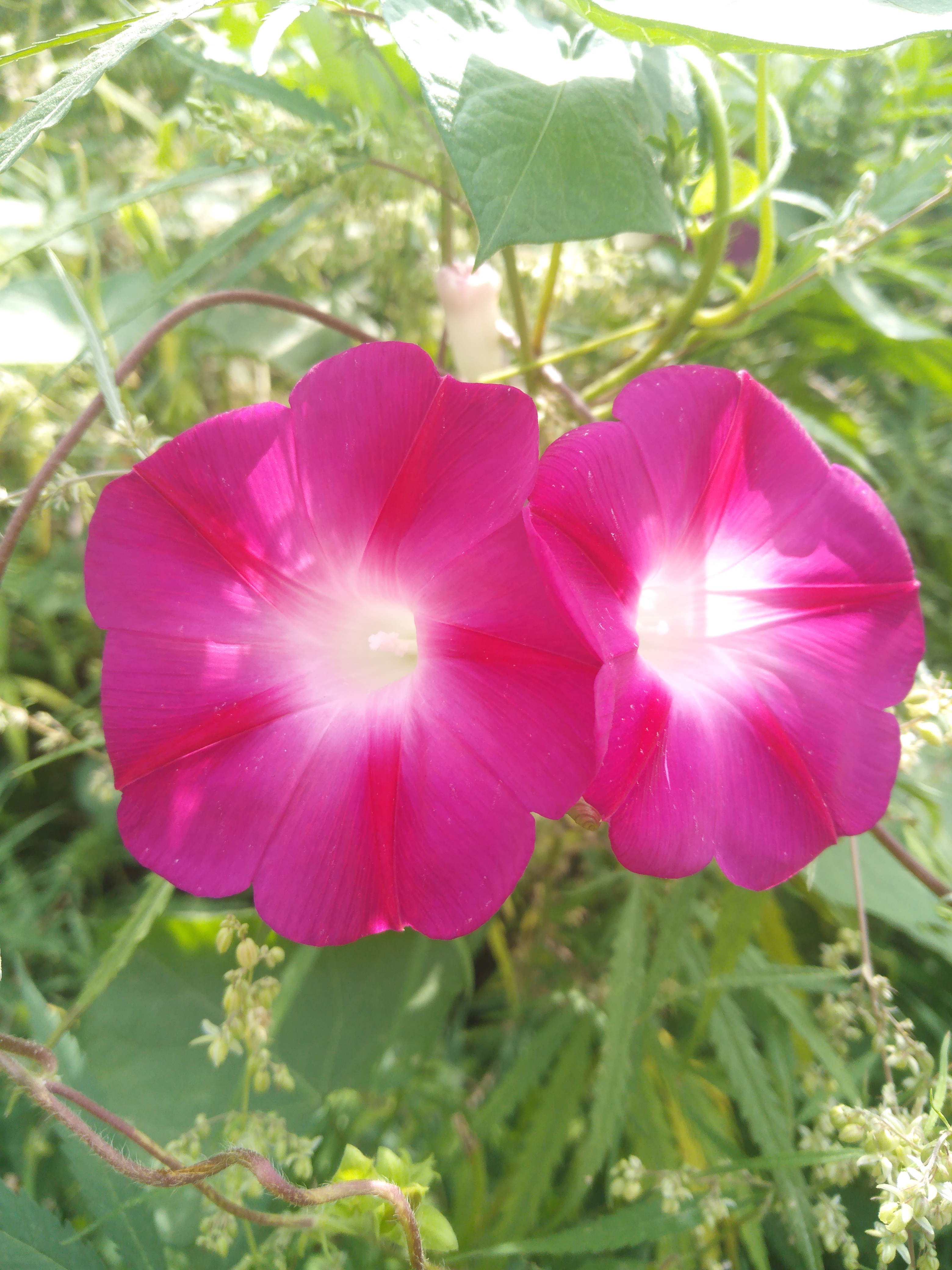 牵牛花的种子是黑丑好还是白丑好,牵牛花紫色和粉色的区别