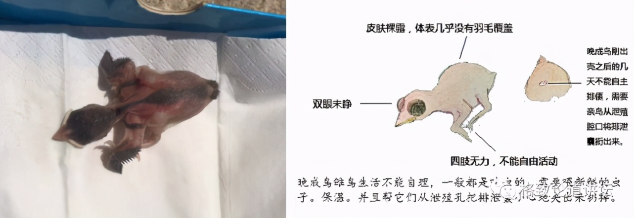 捡到只受伤的鸟怎么办,野外捡到受伤的小鸟