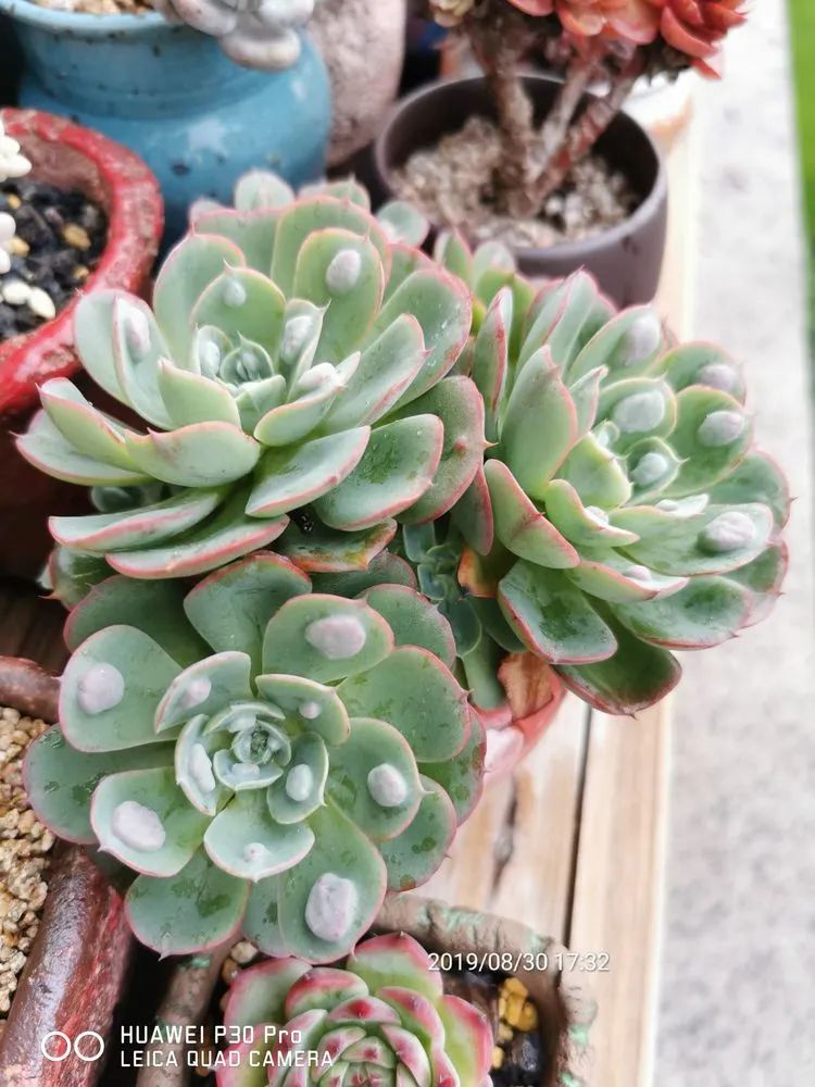 人生就像养多肉一样,人生如同养多肉时间不会怠慢