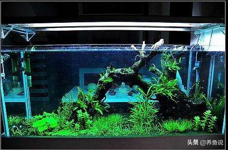 观赏鱼鱼缸里的水草怎么养,观赏鱼水草鱼饲养方法