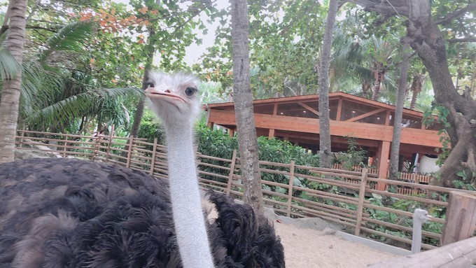 三亚旅游攻略自由行游记,三亚自由行超全干货旅游攻略