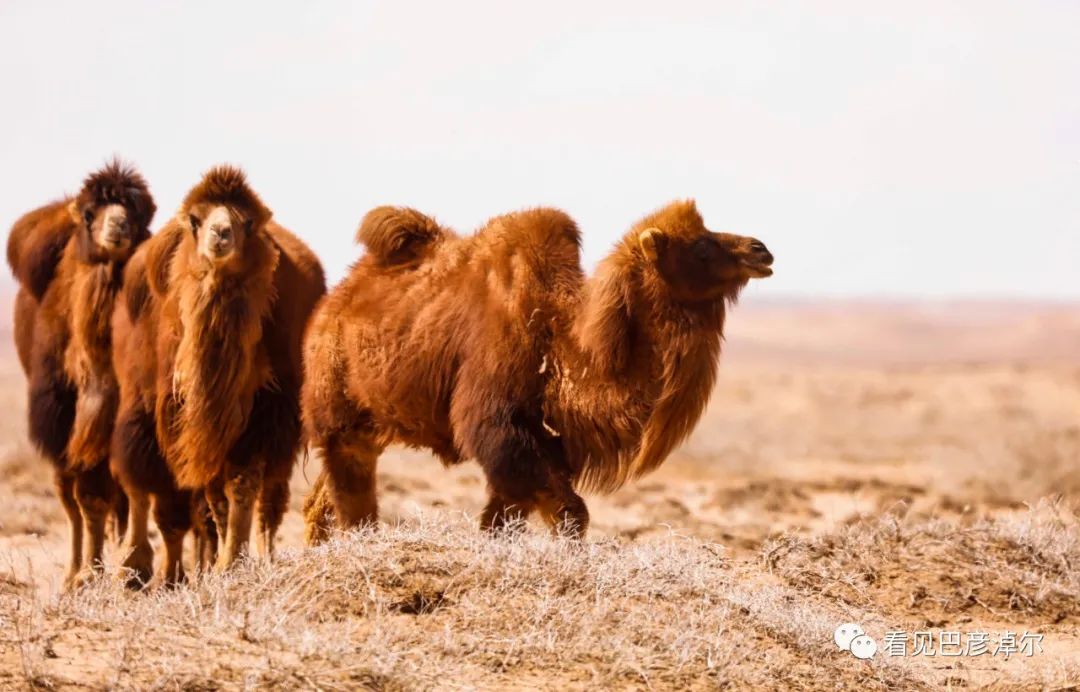 戈壁红驼，乌拉特草原上的珍珠