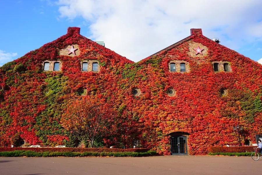 北海道的雪有多美,北海道到底有多吸引人