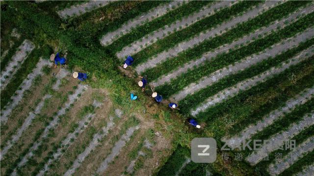 贵州榕江黑木耳丰收助农增收致富,贵州黔西林下养殖闯出致富路