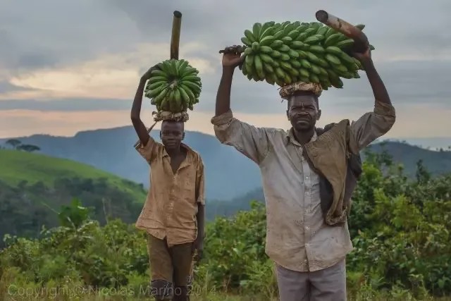 非洲黑哥爱用“二八大杠”运香蕉,时速60公里都不捏刹车