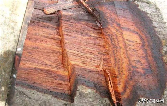 非洲小叶紫檀是红木吗？它能否成为未来木材市场的黑马？