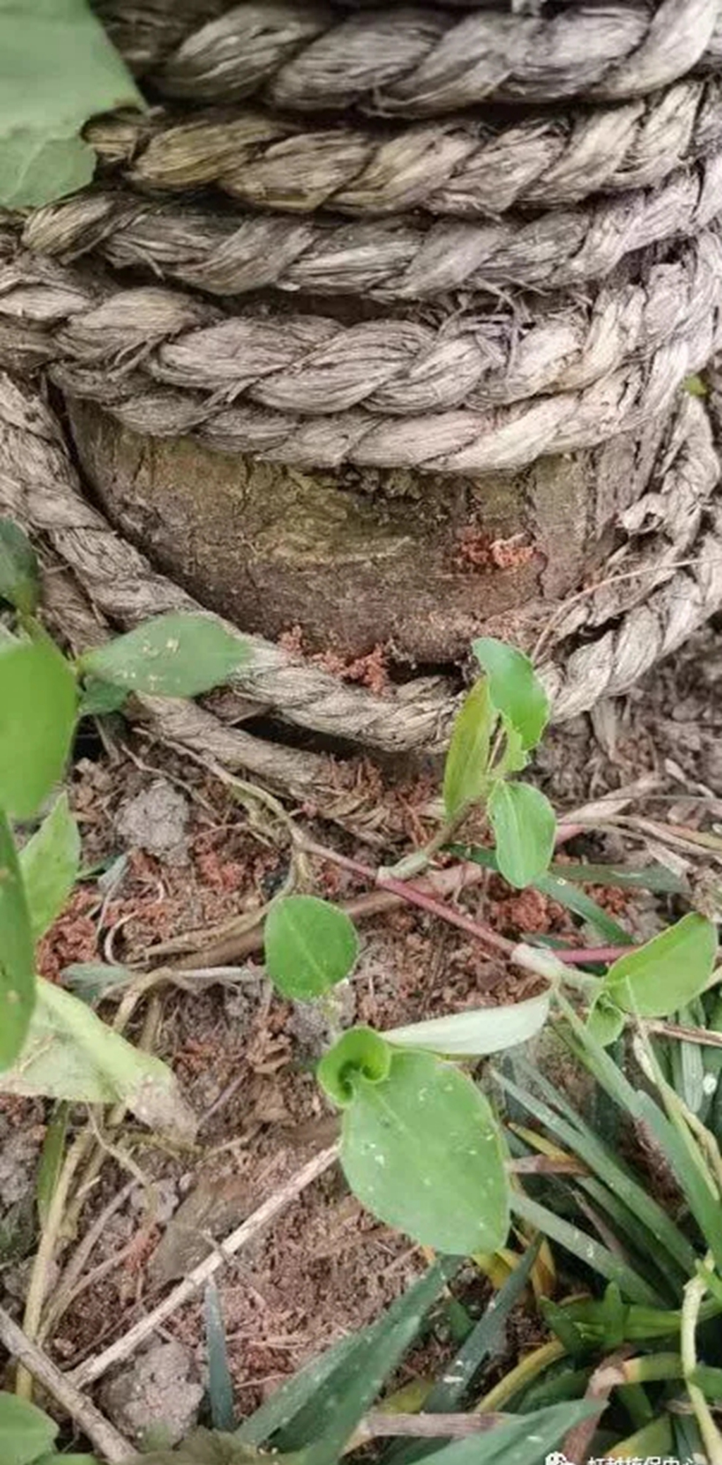 红枫树枝烂个洞怎么处理,红枫树里面的虫子怎么治