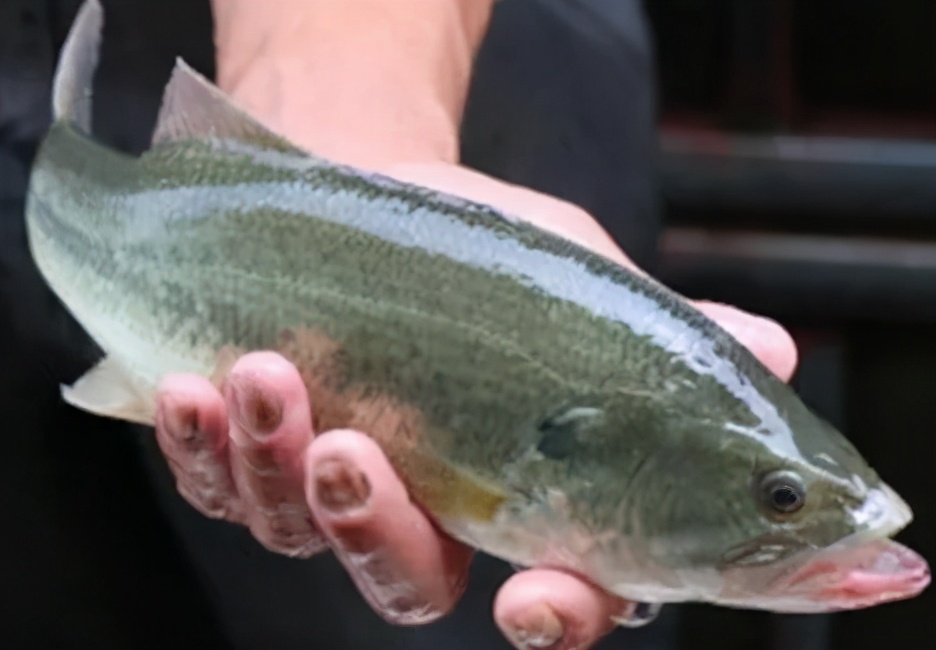 加州虹彩病毒病特效药,加州鲈鱼虹彩病毒防治