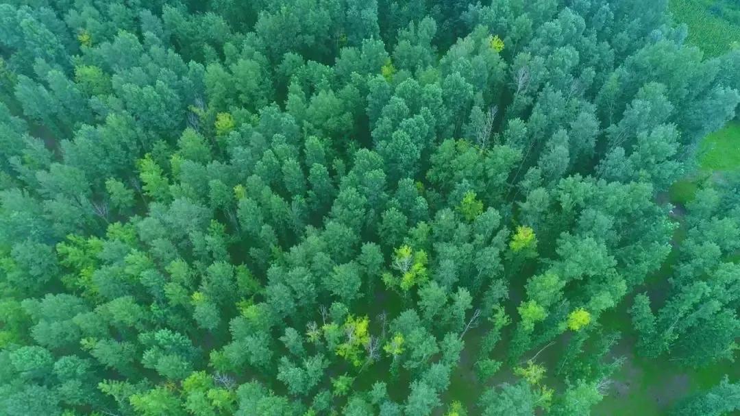 有一种绿绿绿绿绿绿绿，叫赤峰的林