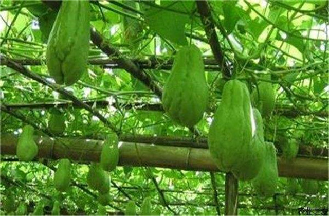 北方种植佛手瓜冬天移栽室内过冬,佛手瓜的冬季保存方法和怎样种植