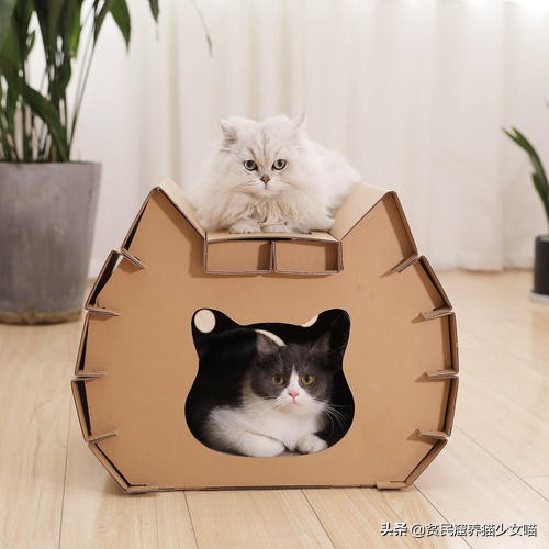 猫咪最爱的7款玩具,猫咪玩具排行榜前十名