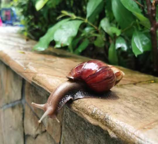 警惕雨后出现的大蜗牛千万别碰,下暴雨时蜗牛会怎样生活