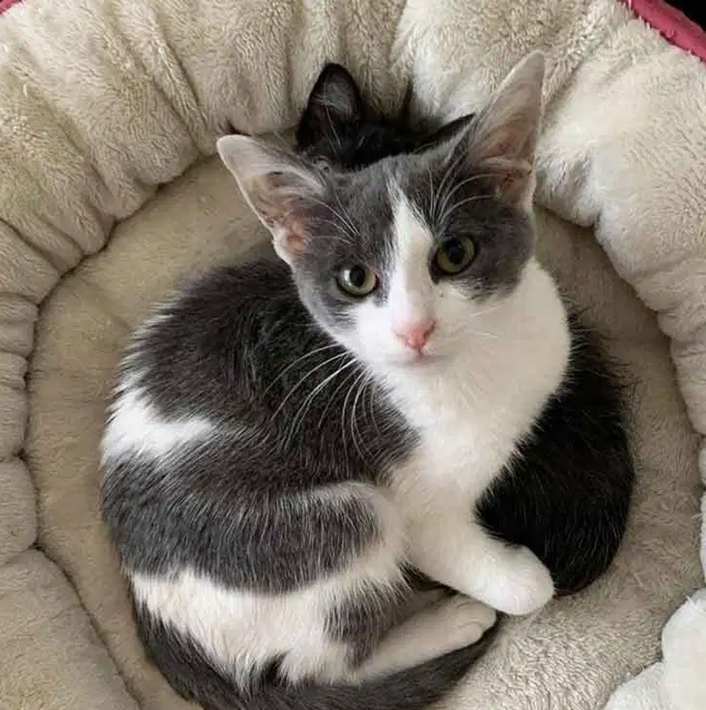 流浪小猫在附近闲逛，暖心的路人捡回家后发现美呆了