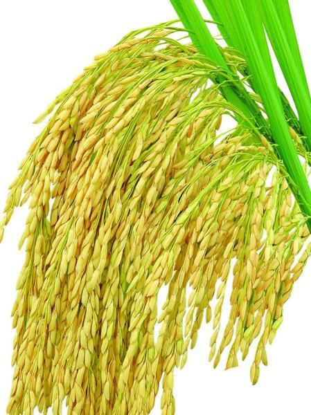 五谷丰登的五谷是指哪五谷怎么读,五谷丰登里面的五谷都是什么