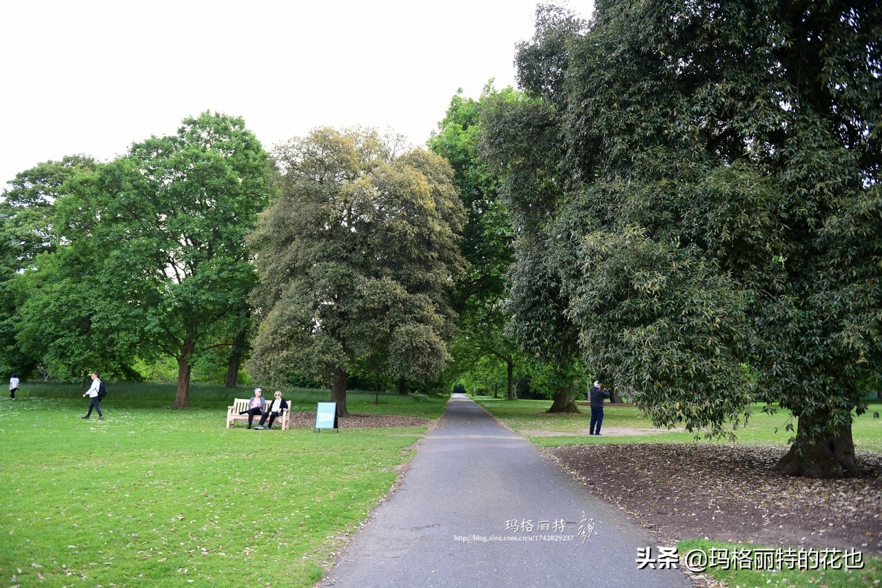 种植苔藓养护方法,苔藓怎么养护才能长得好