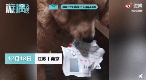 白柯基妈妈生宝宝,白狗妈妈生了一窝黑狗