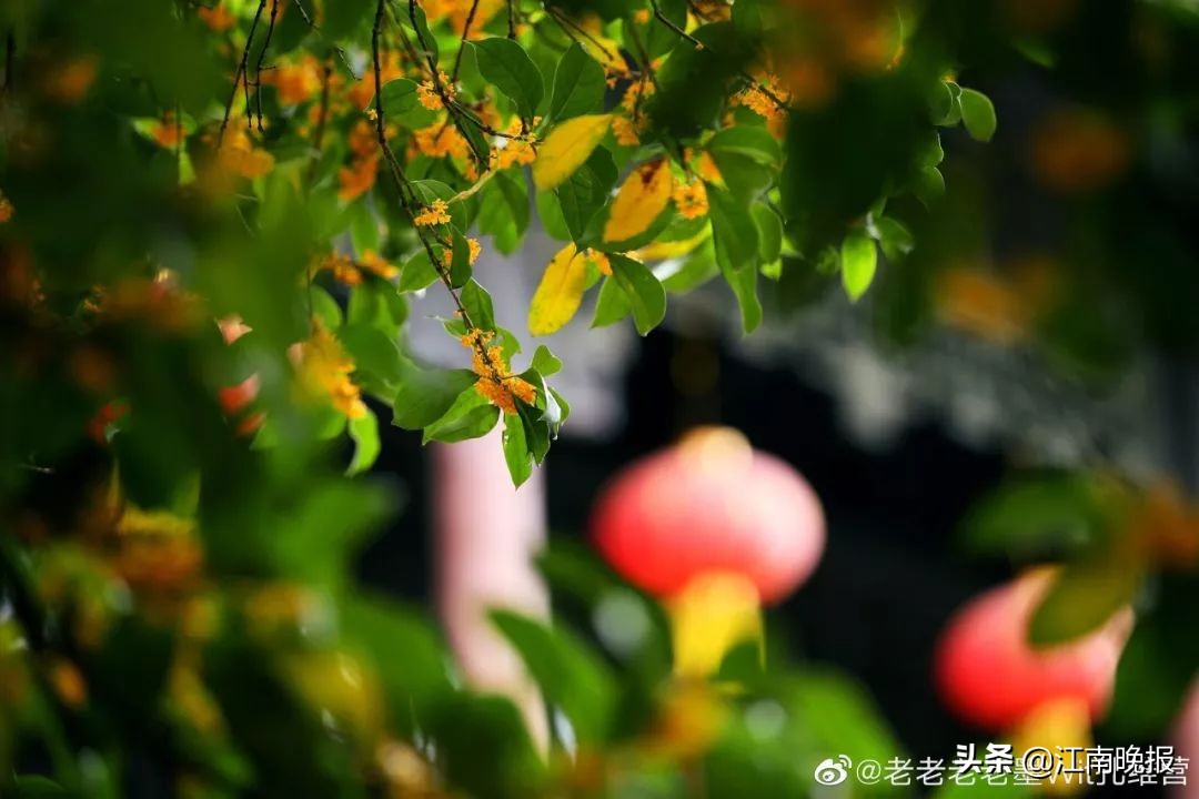 无锡哪里有粉黛乱子草,惠山古镇赏菊花