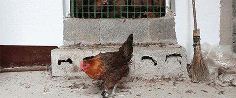 没有传染源为什么得脚气,没有真菌感染为什么得脚气