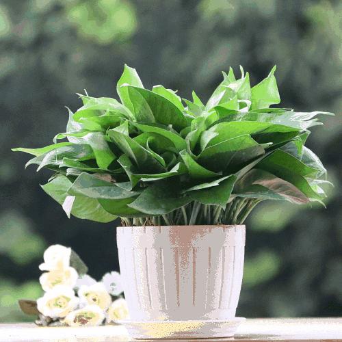 废弃的豆渣怎么利用,豆渣发酵养花最简单方法