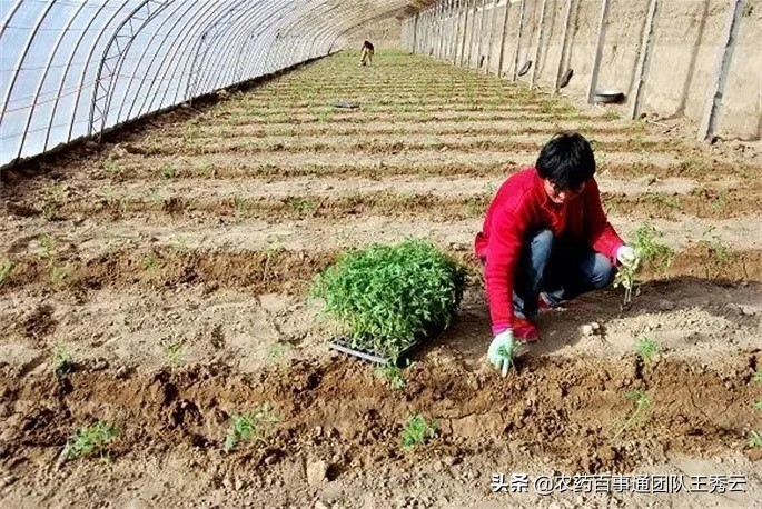 蔬菜定植后根系不长的原因是什么,蔬菜移栽下去不长是什么原因