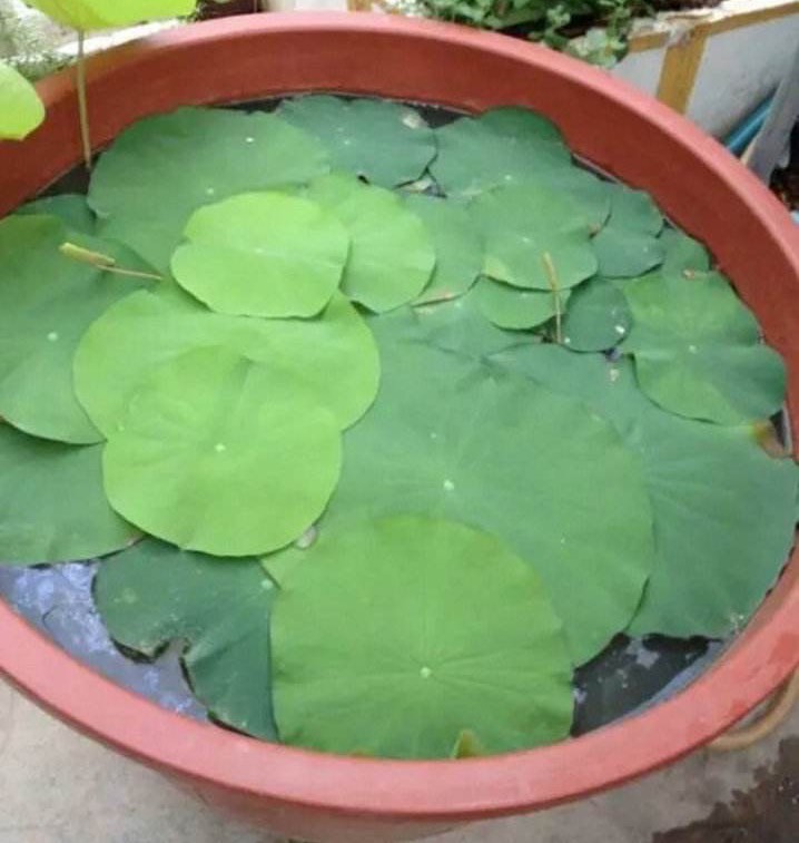 藕放到水缸里能开花吗,家里放旧水缸不好么