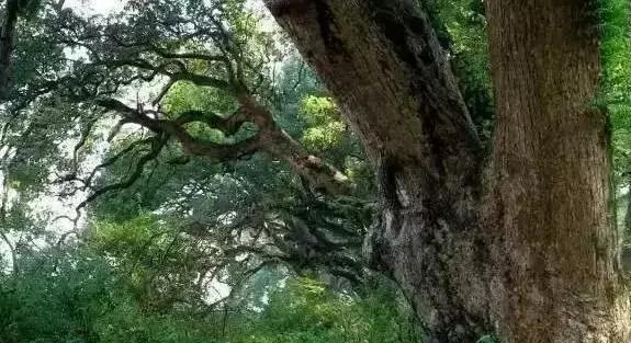 这个村庄一千年前建了个生态下水道，至今旱涝不惧