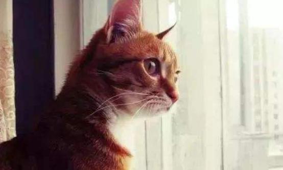 猫咪总是看窗外是什么原因呢,猫咪盯着窗外看