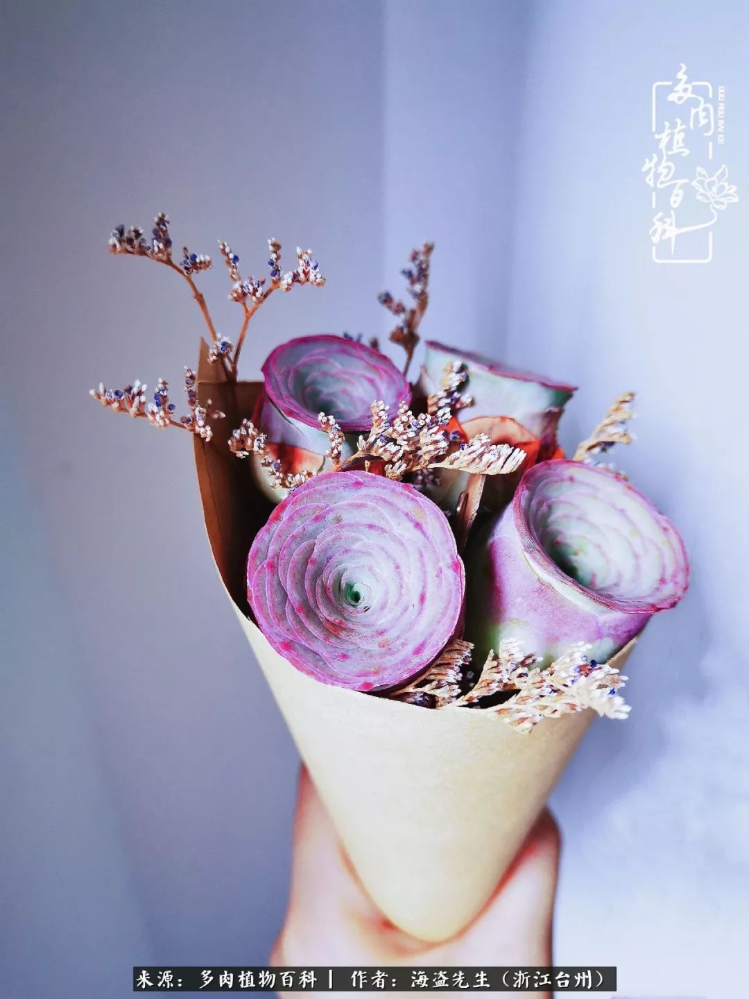 多肉玫瑰多少度休眠,多肉玫瑰唤醒教程