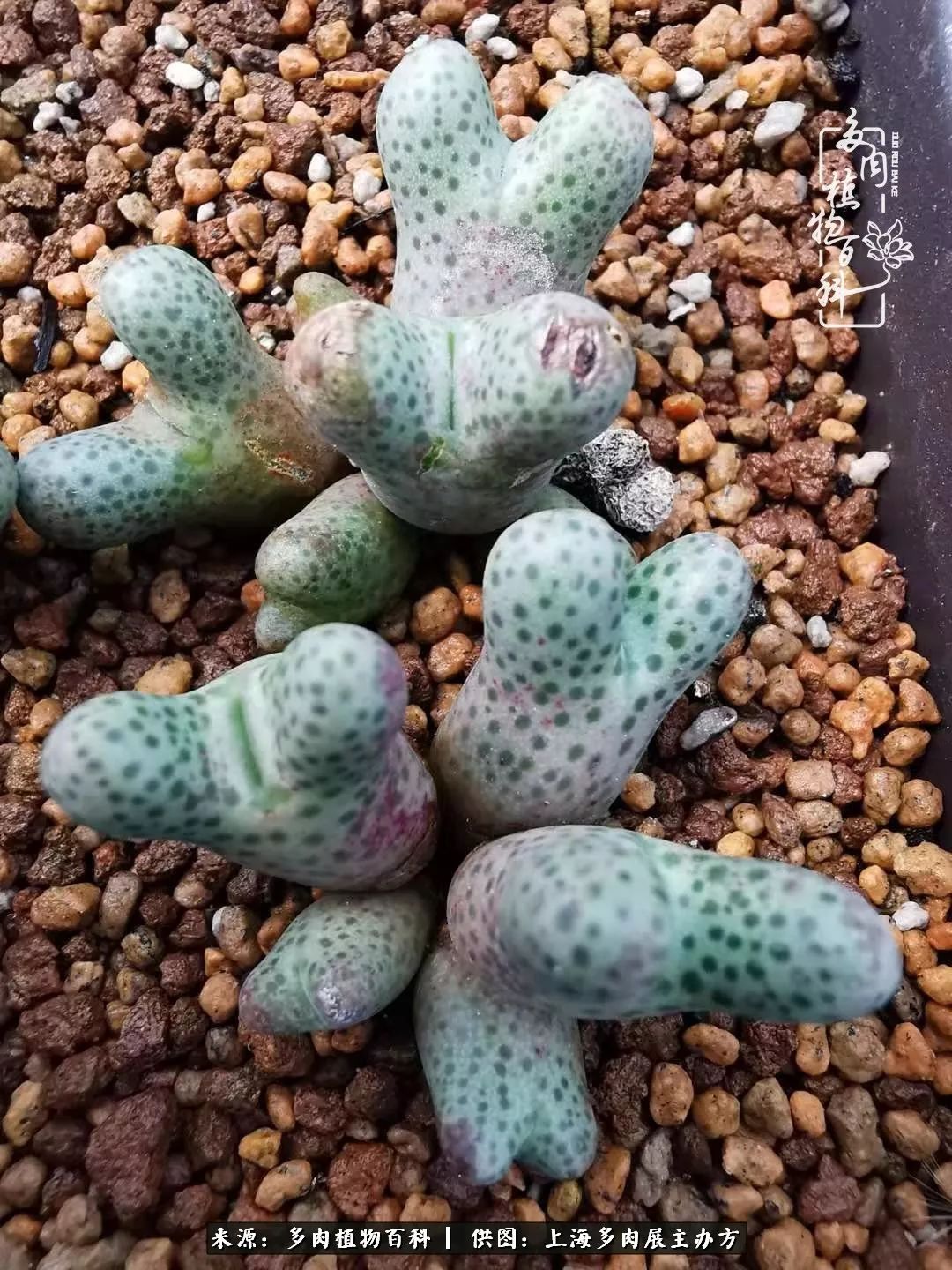 2023多肉展会直播,2023上海多肉植物展