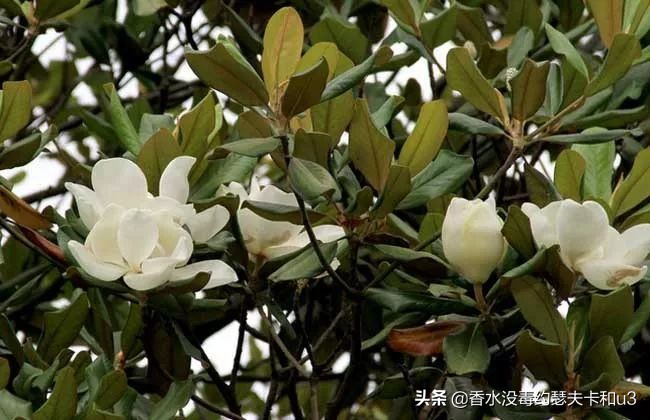 宝格丽香水：经典“三茶”后真无好香