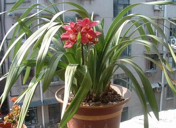 如何养殖大花蕙兰花苗,如何养殖大花蕙兰