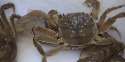 保存螃蟹应该放冷冻还是保鲜,怎么保存螃蟹才能存放更久呢