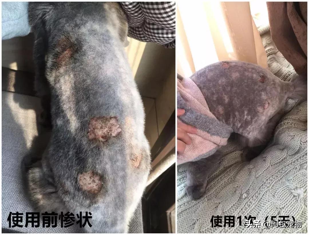 主子生病了怎么办,主子得猫癣了该用什么药