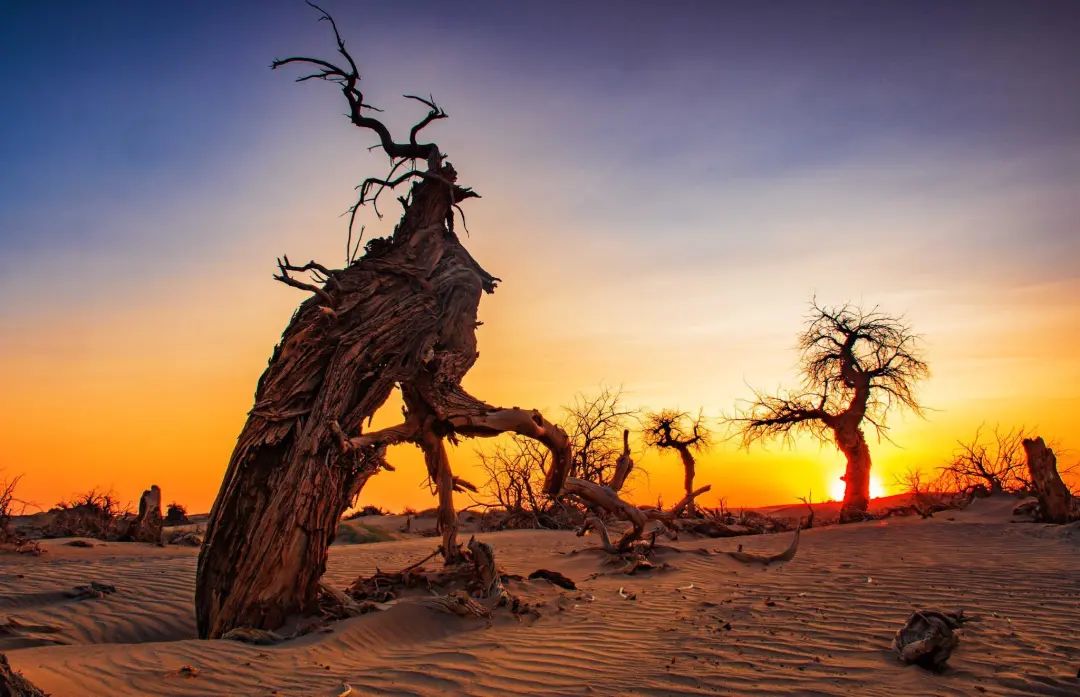 额济纳旗住宿一般多少钱,国庆额济纳旗胡杨林攻略