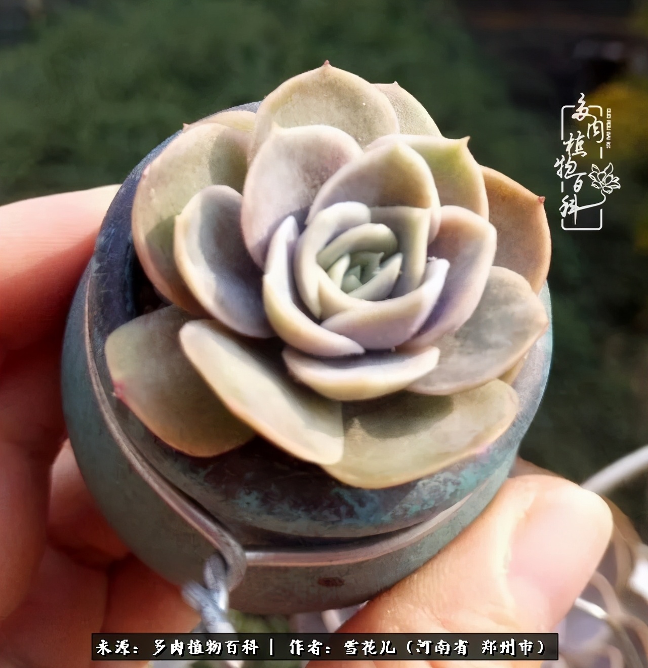 我的多肉乐园,多肉三寸阳台效果图