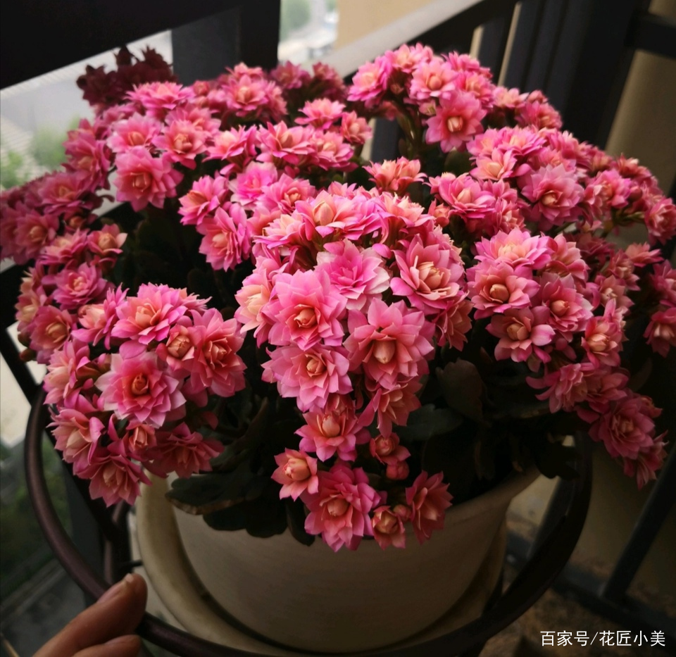 长寿花不好养怎么回事,长寿花一般怎么养才好