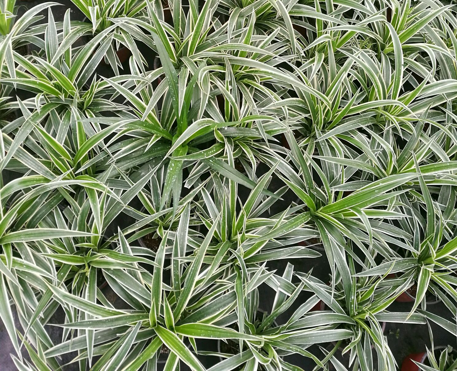 吊兰爆满以后怎么分盆,吊兰干尖的原因和养殖方法