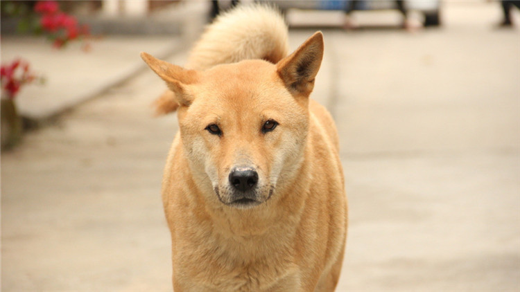 给狗驱虫狗为什么还会有跳蚤,给狗驱虫会导致拉稀吗