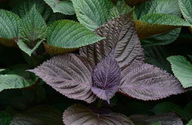 护肤国货片仔癀,护肤化妆品片仔癀