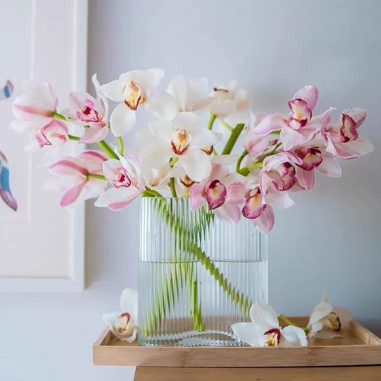 经验贴分享视频,鲜切花非洲菊的养护方法