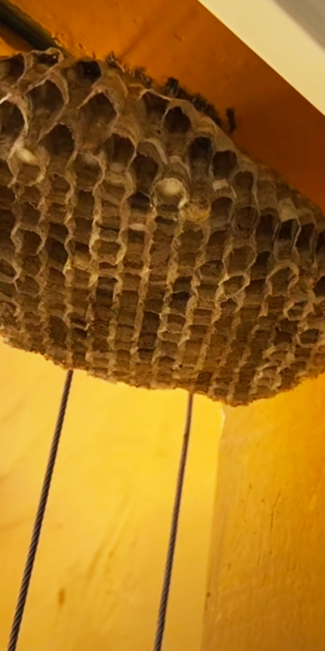 怎么去除马蜂蜜蜂窝,室内马蜂窝