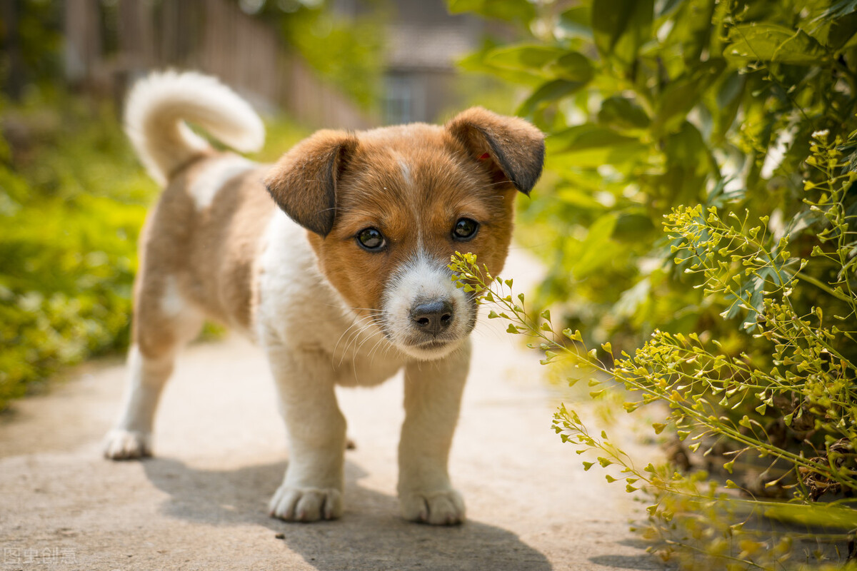 狗狗晚上幼犬关笼子一直叫怎么办,狗幼犬晚上一直叫怎么办