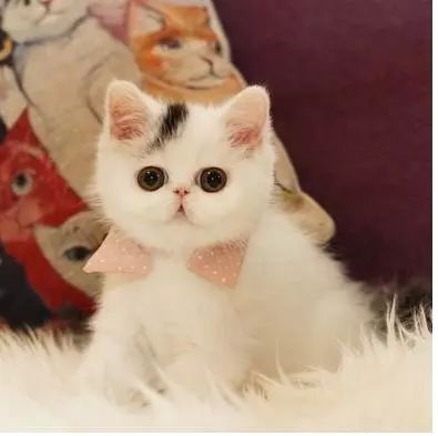 猫咪皮肤病的预防和治疗,猫咪能传染给人的皮肤病